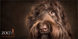 devoted look from young chocolate labradoodle