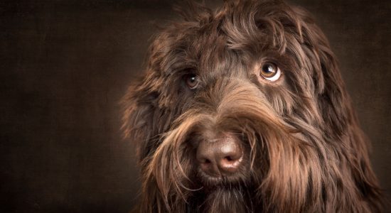  appealing face chocolate labradoodle