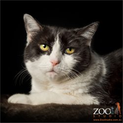 yellow eyed black and white cat