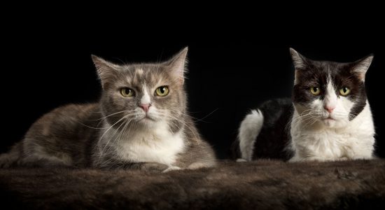 pair of domestic cats black and white and tortoiseshell