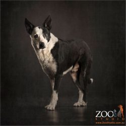 standing proud black and white working dog border collie