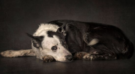 resting curled up border collie