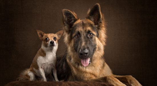 tan and white chihuahua with tongue out german shepherd