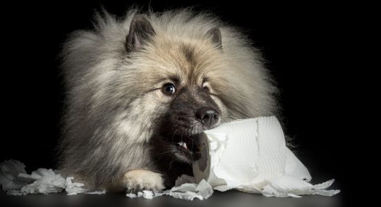 toilet paper chewing keeshond