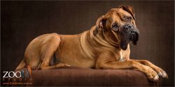 gentle giant brown french mastiff