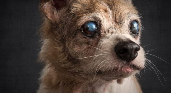 life scarred old jack russell