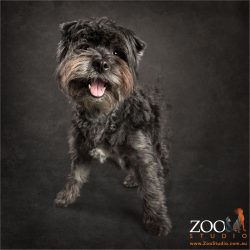 pink tongued smile - black westie yorkshire terrier cross