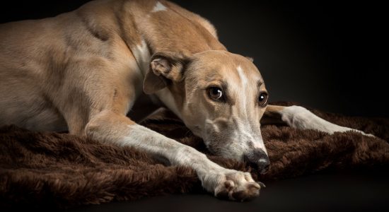 greyhound lying on brown blanket