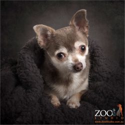 tiny chihuahua wrapped in blanket