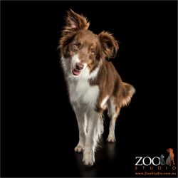 fluffy eared chocolate and white border collie