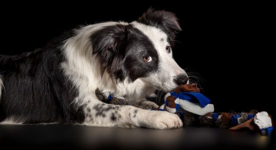 cheeky looking black and white border collie chewing on toy