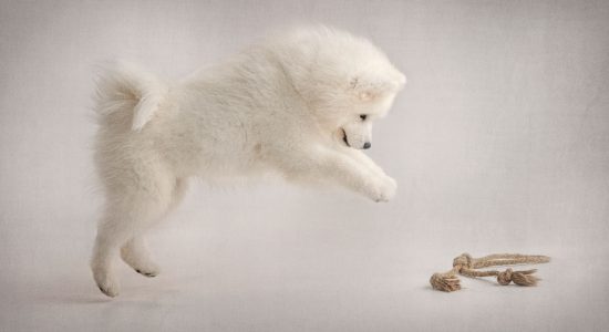 leaping for a toy white samoyed puppy
