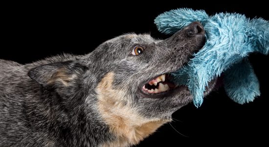 head shot of blue cattle dog playing tug of war