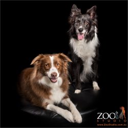 brown and white and black and white pair of border collies