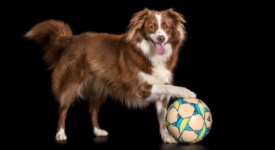 border collie playing soccer
