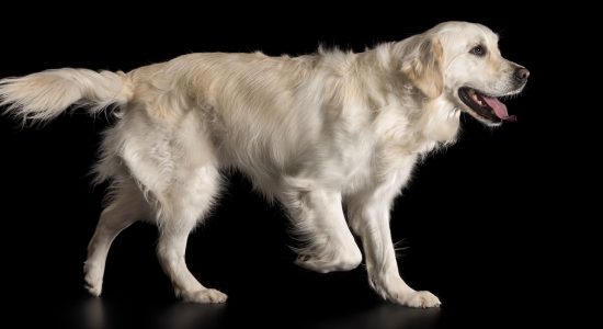 prancing white and gold golden retriever