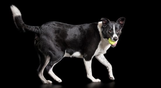 short haired black and white border collie with ball in mouth