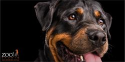 close up face smiling rottweiler
