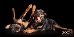 pair of rottweilers playing