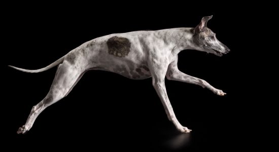 athletic running brindle and white whippet