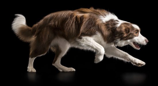 in full flight brown and white border collie