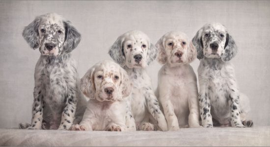 five gorgeous english setter puppies