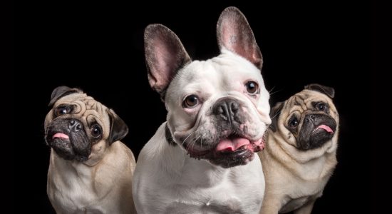 three smiling pals - two pugs and one french bulldog