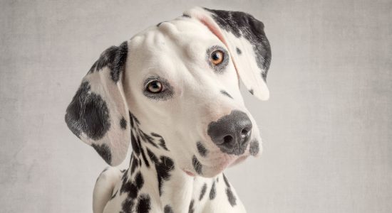 gentle eyed full face view dalmatian