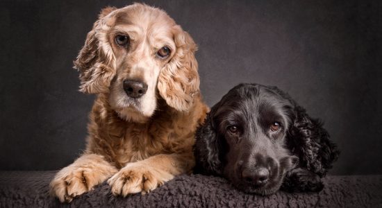 fur brothers golden and black cocker spaniel