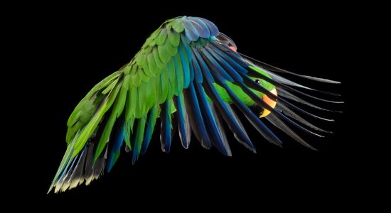 mid flight wings forward eclectus parrot
