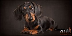 black and tan dachshund puppy