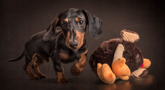 black and tan dachshund running after giant stuffed toy