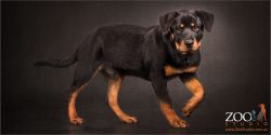 profile young rottweiler walking