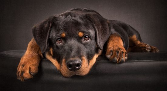 sweet faced young male rottweiler