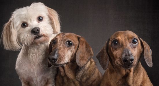 trio of fur-bros white fluffy and two tan dachshunds