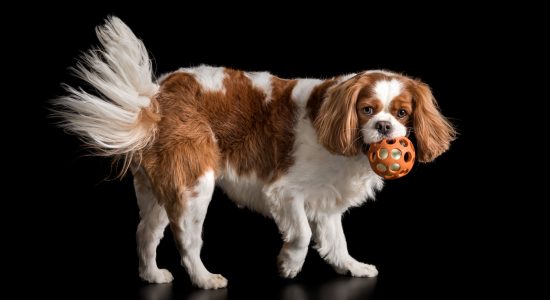 cavalier king charles playing with orange ball in mouth