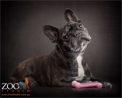 appealing look brindle french bulldog with pink bone toy