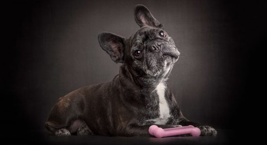 brindle french bulldog looking up with pink toy
