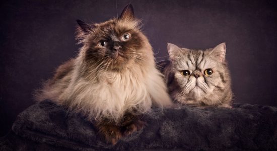pair of feline fur siblings himalayan corss and exotic