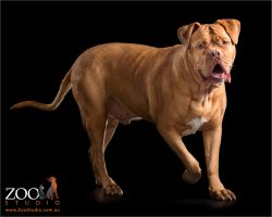 open mouthed, large bodied french mastiff