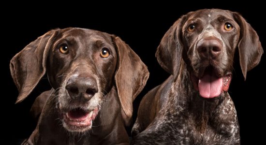 fur-siblings german shorthaitred pointer dogs