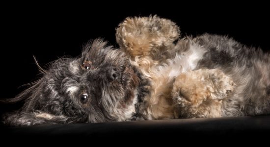 black tan and white cavoodle girl lying on back