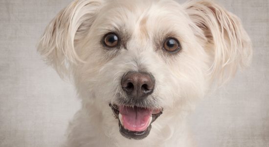 cute face close up maltese terrier boy