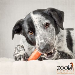carrot munching cattle dog cross