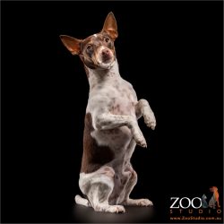 fox terrier sitting on haunches begging
