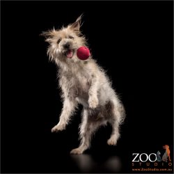 scruffy terrier cross leaping for red ball