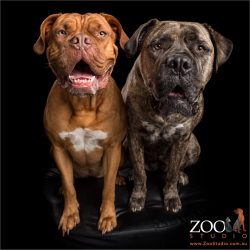 red and brindle pair of mastiffs