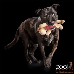 staffy labrador cross with favourite teddy in mouth