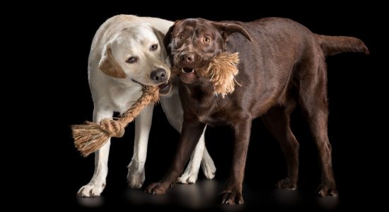 golden and chocolate labradors pulling one tug rope