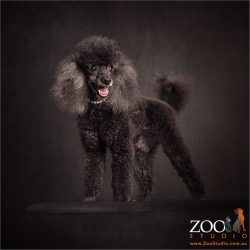 standing proud black miniature poodle